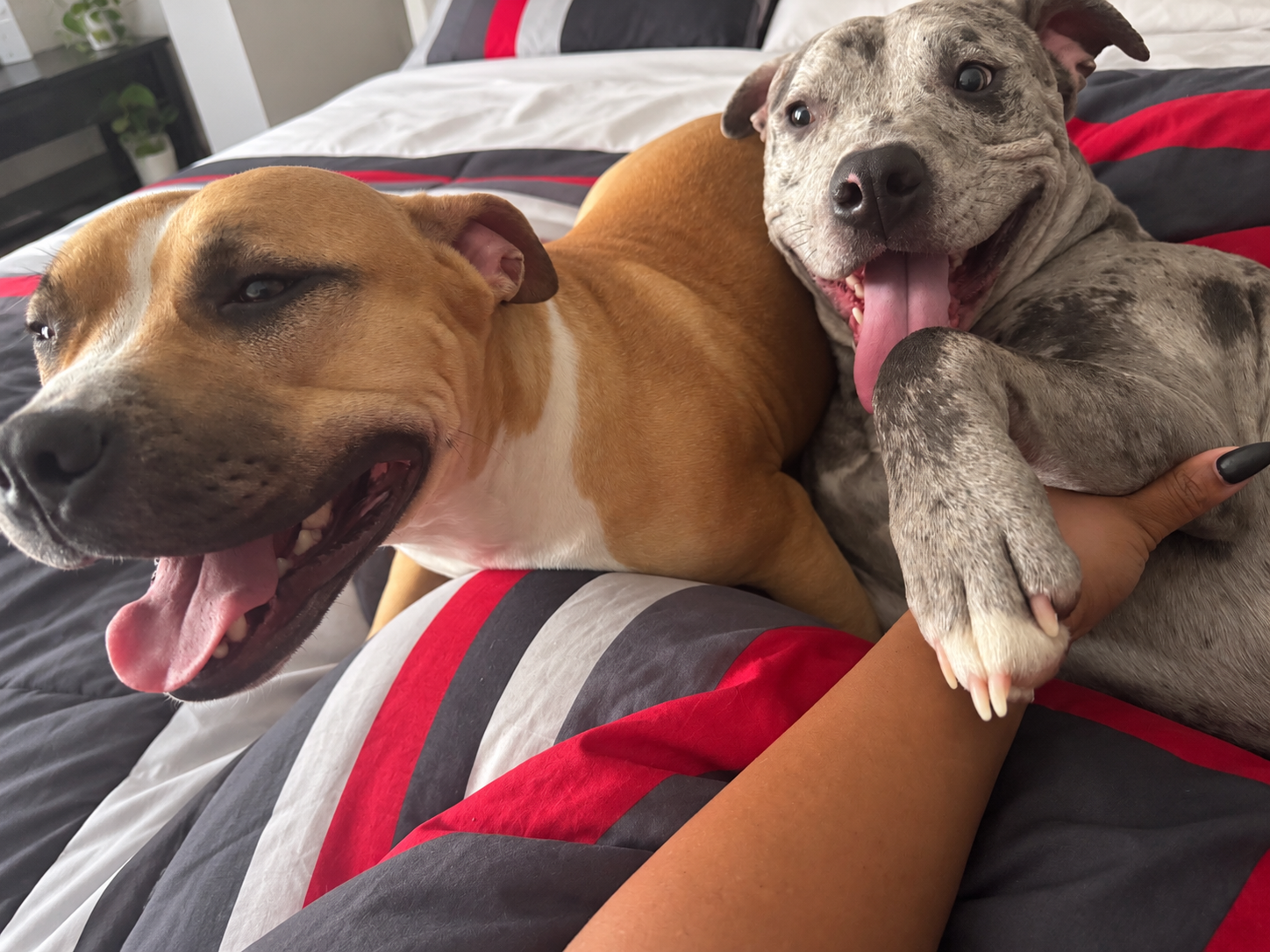 Jade, a brown pit bull