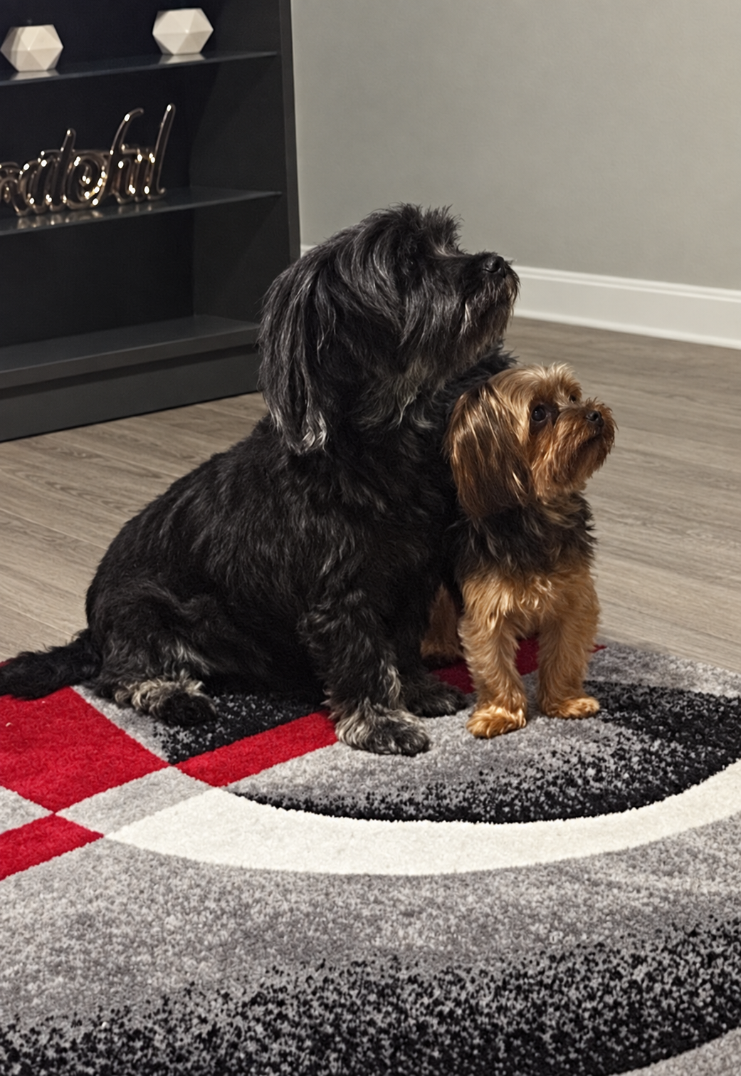Zoey (teacup yorkie) and Bear (black yorkie poo)